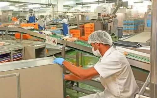 日本飞机餐加工厂实拍 散装食品背后的高效与专业